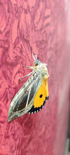 蝴蝶一种黄色的蝴蝶 有美丽的眼睛 与摄像机有很好的眼神交流 — 图库照片