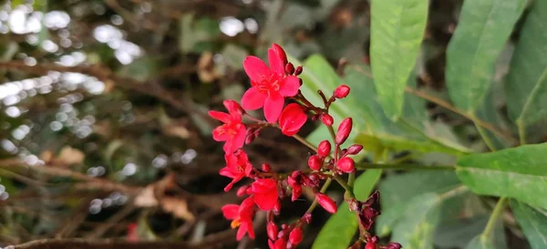 背景に緑色の葉を持つ赤い4弁花を付け、その周りに花芽を付けます。 — ストック写真