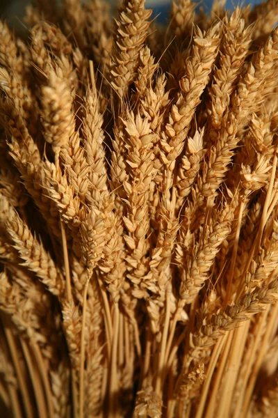 Buğday kuru kulaklar