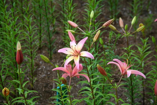 Azucenas bajo el cielo abierto (lat. Lilium ) — Foto de Stock