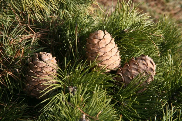 Pine cones on the branches — Stock Photo, Image