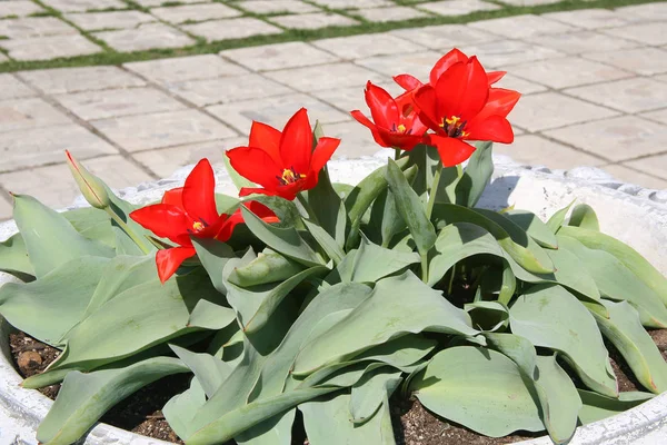 Lale beyaz saksının içinde