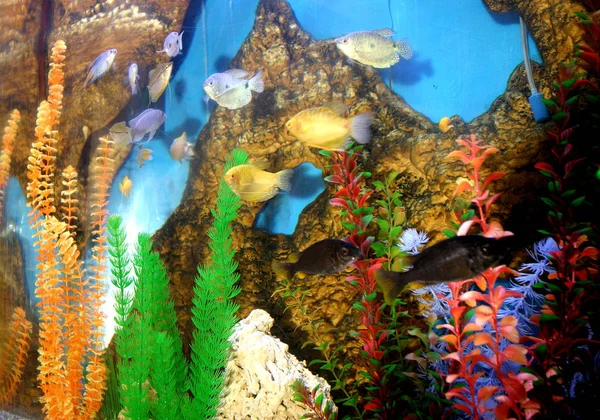 Aquarium met zeevissen — Stockfoto