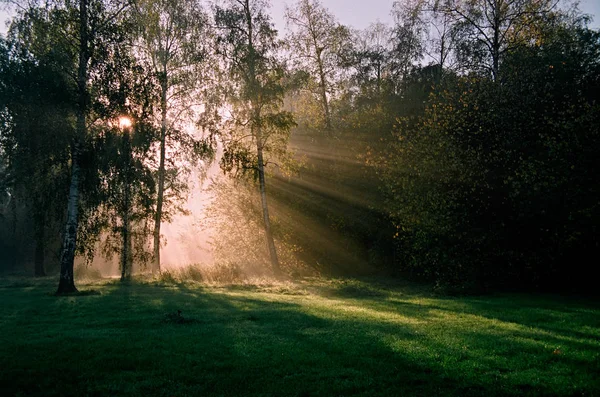 Paisaje forestal en el sol de la mañana —  Fotos de Stock