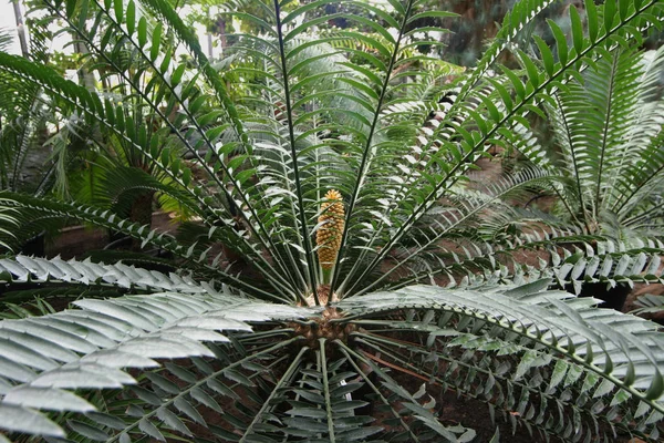 Egzotikus gyümölcs palm — Stock Fotó