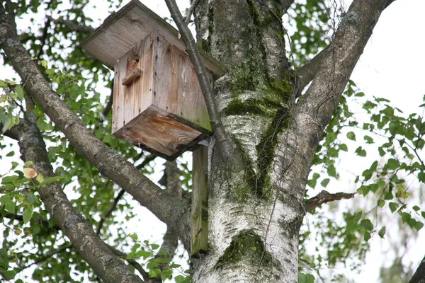 Птичий домик на дереве — стоковое фото