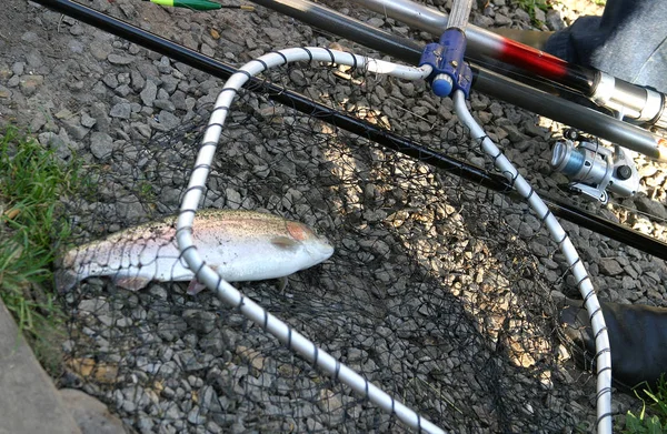 plaj catch balık yakaladı