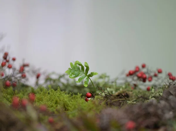 Sprout Fern Plant Escape Moss Needles Cones Greens Landscape Nature — Stock Photo, Image
