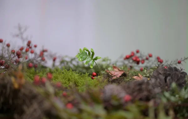 Sprout Fern Plant Escape Moss Needles Cones Greens Landscape Nature — Stock Photo, Image