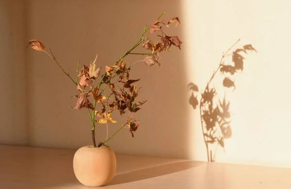 Stillleben Interieur Komfort Braun Beige Abstraktion Apfel Zweig Blätter Schatten — Stockfoto