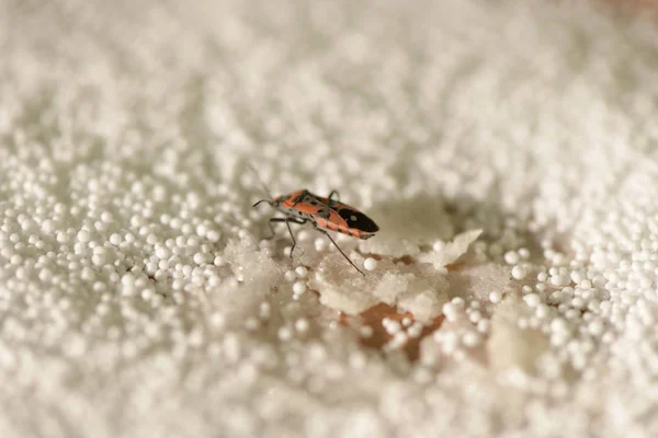 winged red bug, insect, bug, red bug, red-black insect color, snow, snow insect, crystals, ice, insect wings, arthropod, insect mustache, insect eyes, snowflakes, icicles, bug eating, firefighter bug