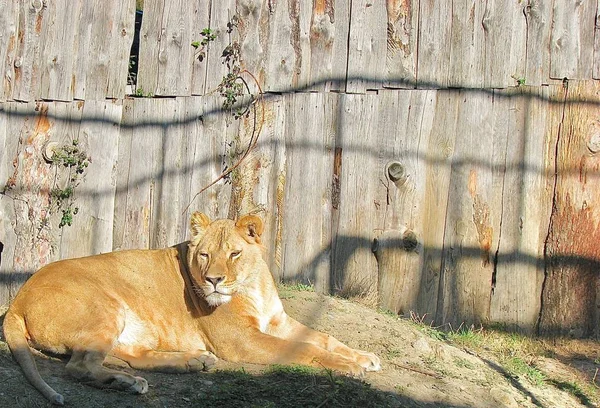 木製の柵に横になったライオンを休ませ — ストック写真