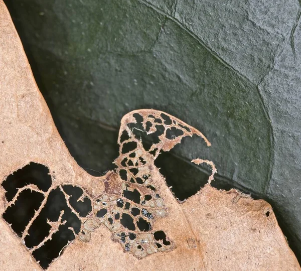 Corazón calado beige sobre una hoja verde oscura —  Fotos de Stock