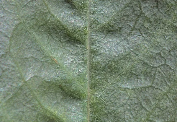 Árvore Folha Verde Com Aspersores Closeup — Fotografia de Stock