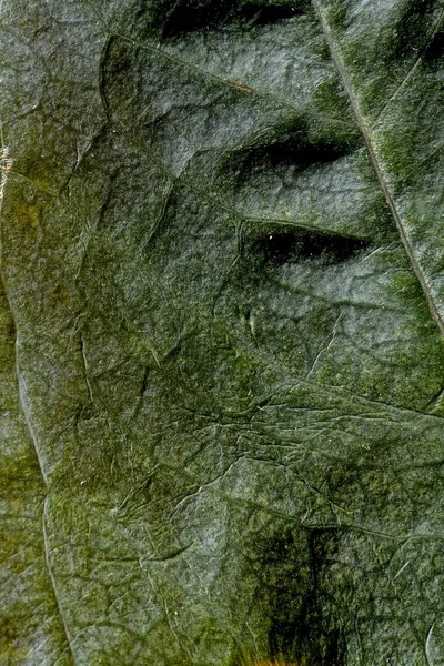 Árbol Hoja Verde Con Aspersores Primer Plano —  Fotos de Stock