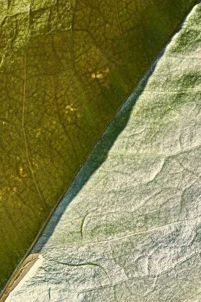 Árvore Folha Verde Com Aspersores Closeup — Fotografia de Stock