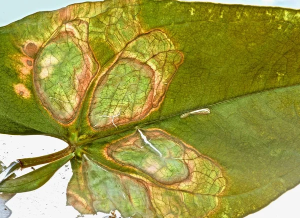 Padrão Gota Fantasia Uma Folha Verde — Fotografia de Stock