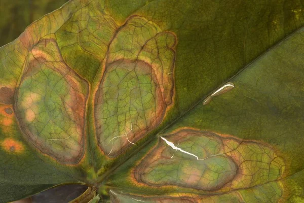 Padrão Gota Fantasia Uma Folha Verde — Fotografia de Stock