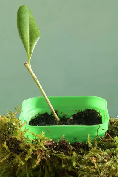 Talee Crescenti Arbusti Sempreverdi Casa — Foto Stock