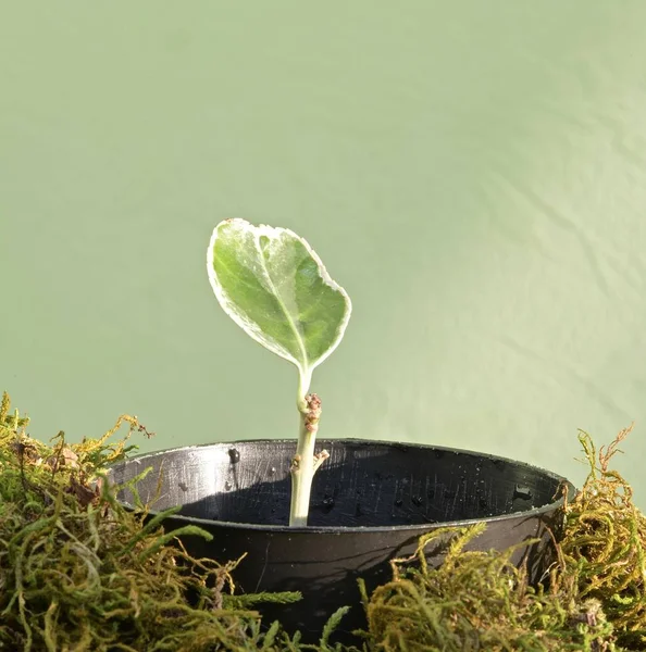 Talee Crescenti Arbusti Sempreverdi Casa — Foto Stock