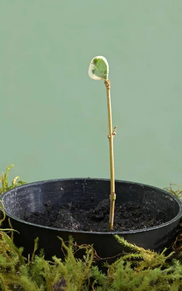 Talee Crescenti Arbusti Sempreverdi Casa — Foto Stock