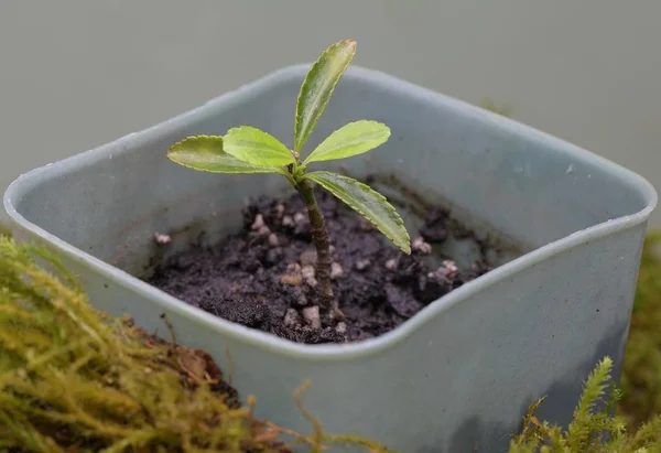 Bibit Dari Semak Kecil Evergreen Dalam Pot — Stok Foto