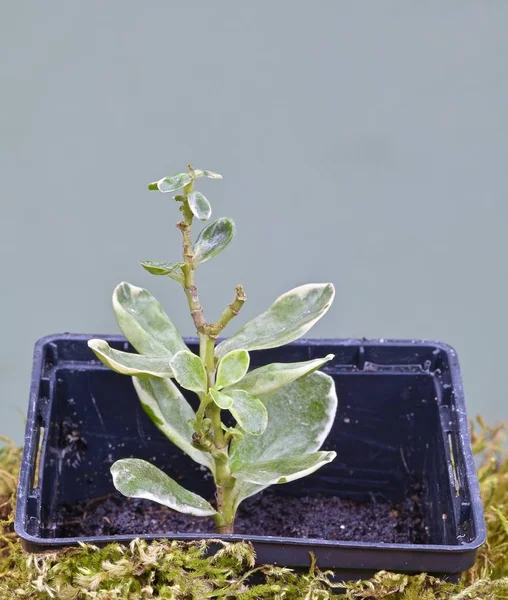 Piantine Piccoli Arbusti Sempreverdi Vaso — Foto Stock