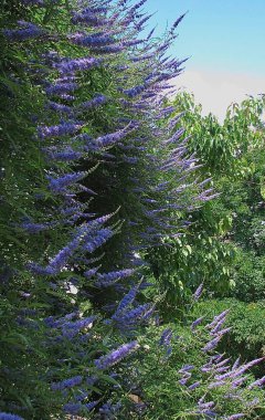 Çiçekli çalılar - Leylak renkli Buddley David