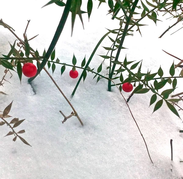 Frutti Rossi Giglio Foresta Della Valle Nella Neve — Foto Stock