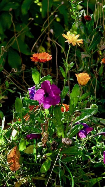 Pétunia Fleurs Calendula Avec Des Graines Dans Herbe — Photo