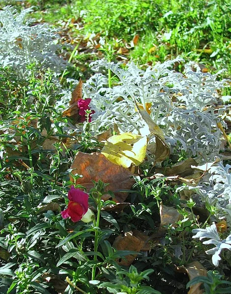 Dekorativer Wermut Inmitten Von Gräsern Mit Abgefallenen Blättern — Stockfoto