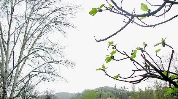 Paesaggio Primaverile Con Rami Fico Betulla Tempo Nebbioso — Foto Stock