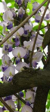 Bagajında Wisteria çiçekleri olan bir dal.