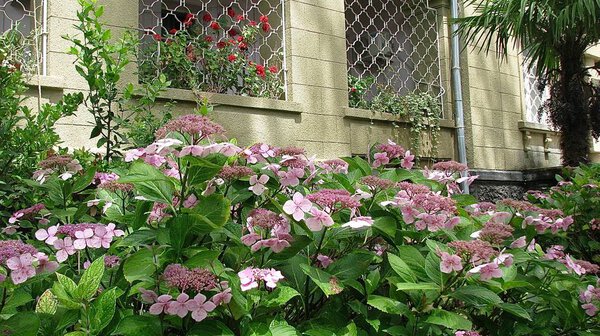 the beginning of the blooming of pink hydrangea buds