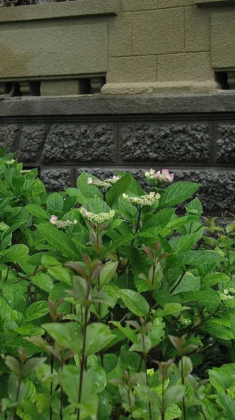 Der Beginn Der Blütezeit Der Rosa Hortensienknospen — Stockfoto