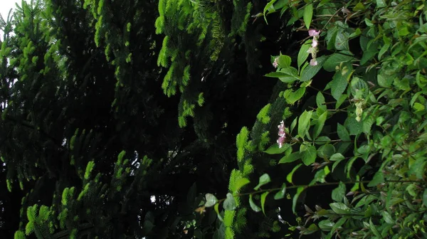 Início Florescimento Botões Hortênsia Rosa — Fotografia de Stock