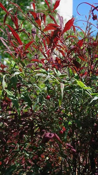 Feuilles Colorées Arbuste Feuilles Persistantes Nandina Domestica — Photo