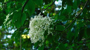 Gölgeli yeşilliklerdeki viburnum çalılığında kızılötesi ışınlar