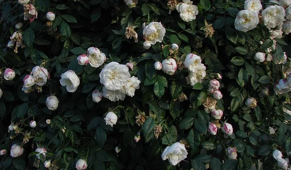 Paisajismo Vertical Rosas Blancas Rosas Vivas — Foto de Stock
