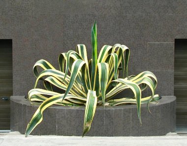 Yaya geçidinin yakınındaki kentsel arazide agave