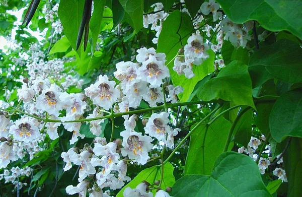 Flores Vainas Hojas Catalpa Arbusto — Foto de Stock