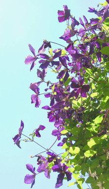 Dikey bahçıvanlıkta iklim mor çiçekleri