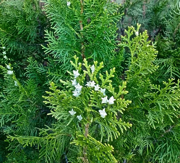 male flowers on a tree of decorative juniper