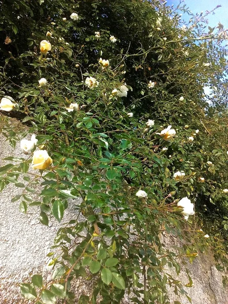 Rosas Amarelas Brancas Tecendo Uma Parede Concreto — Fotografia de Stock