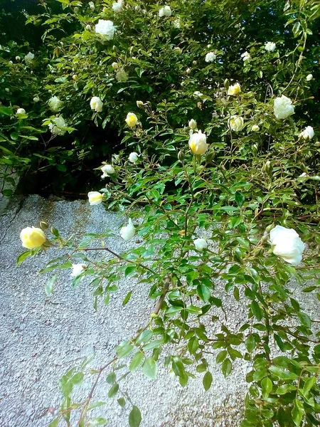 Roses Jaunes Blanches Tissant Sur Mur Béton — Photo