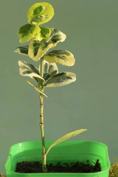 Germogli Giovani Arbusti Sempreverdi Vaso — Foto Stock