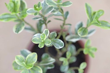 bud with blooming leaves on a young evergreen shrub