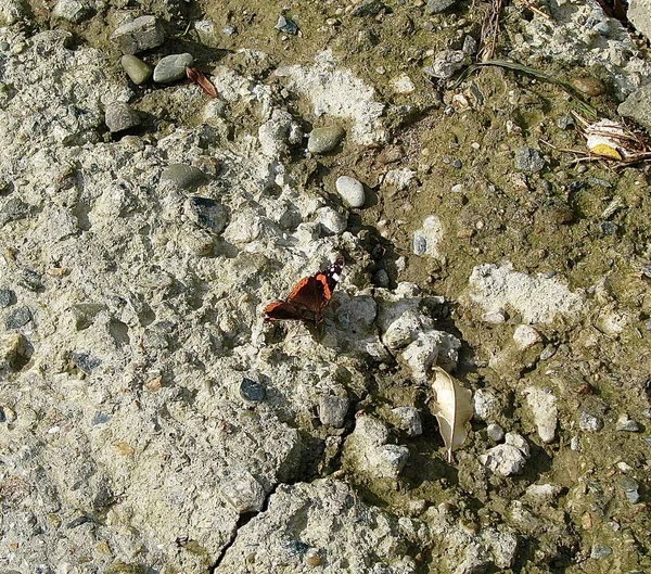 Única Colmeia Borboleta Parede Concreto — Fotografia de Stock