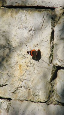 Taş duvarda oturan kelebek ürtiker.