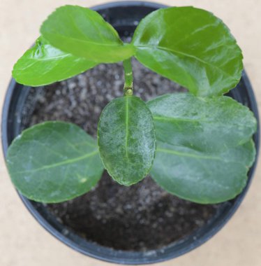  bud with blooming leaves on a young evergreen shrub